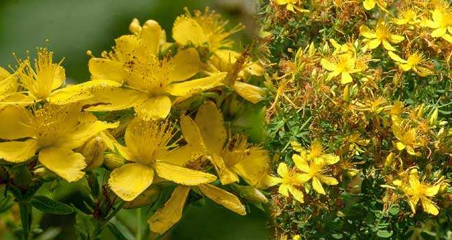 St John's wort