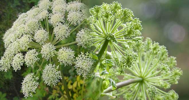 Angelica
