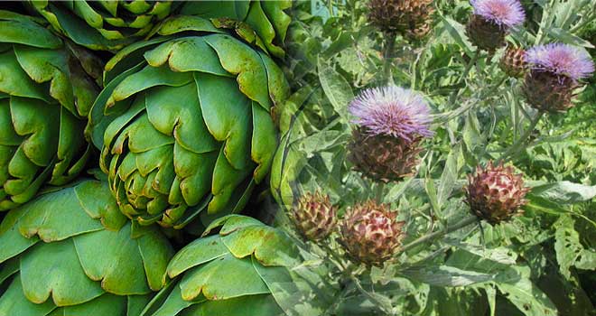 Artichoke