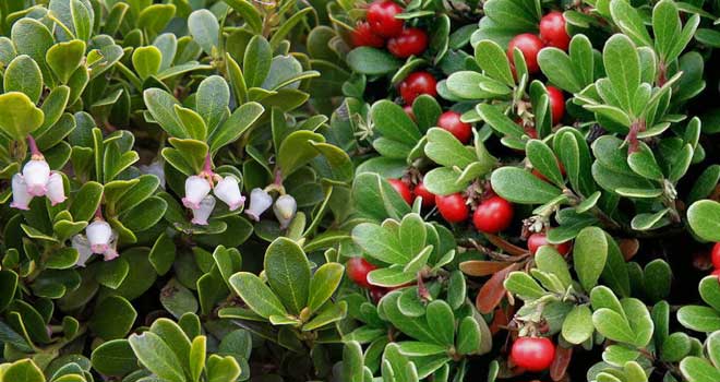 Bearberry