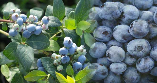 Blueberry
