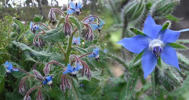 Borage