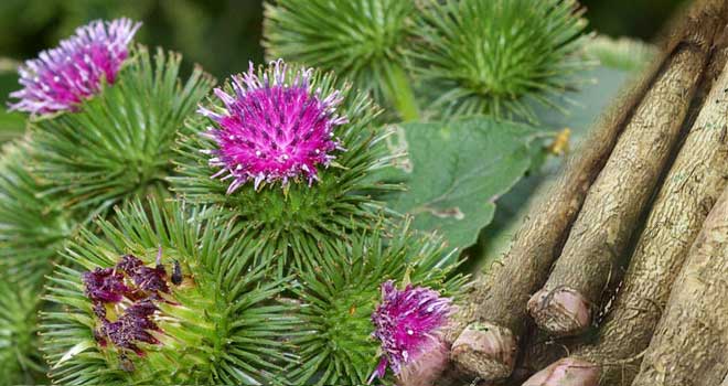 Burdock