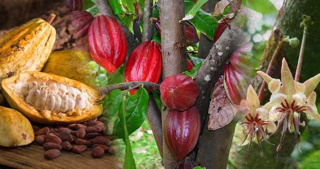 Cacao