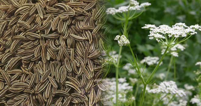 Caraway