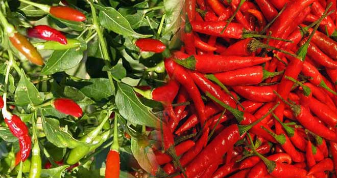 Chili pepper