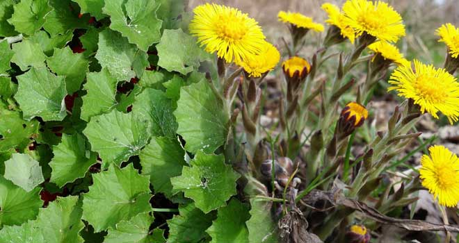 Coltsfoot