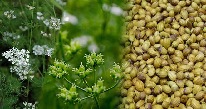Coriander