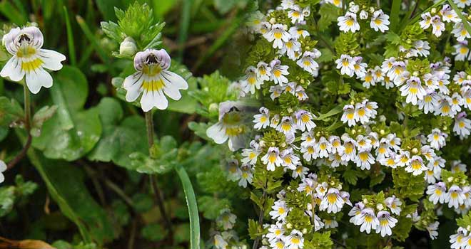 Eyebright