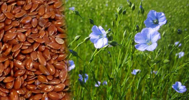 Flax