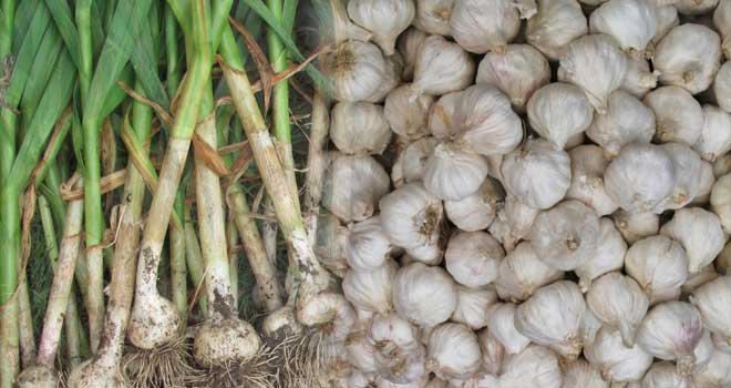 Garlic