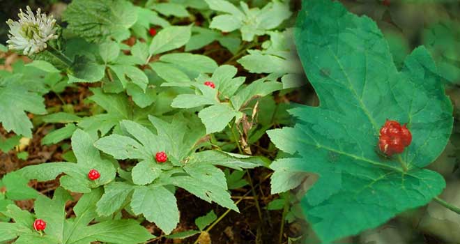 Goldenseal