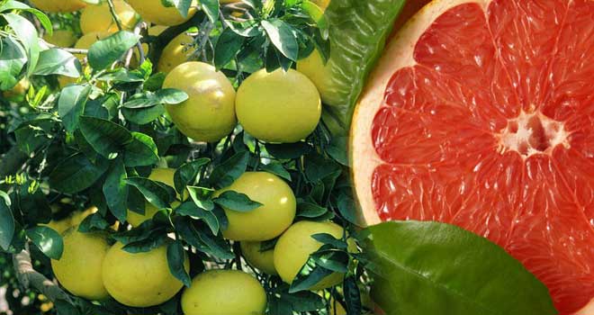 Grapefruit