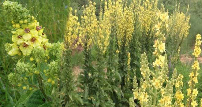 Great mullein