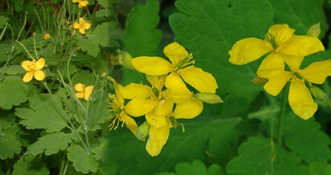 Greater celandine