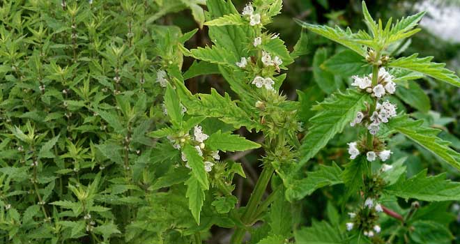 Gypsywort
