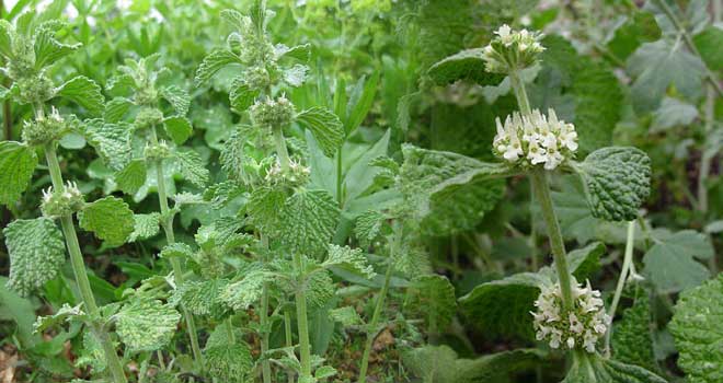 Horehound