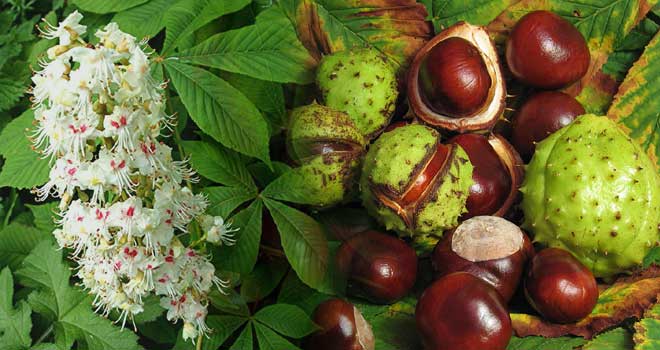 Horse chestnut