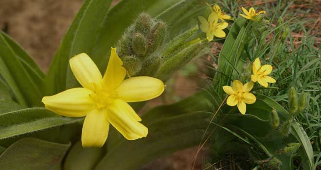 Hypoxis