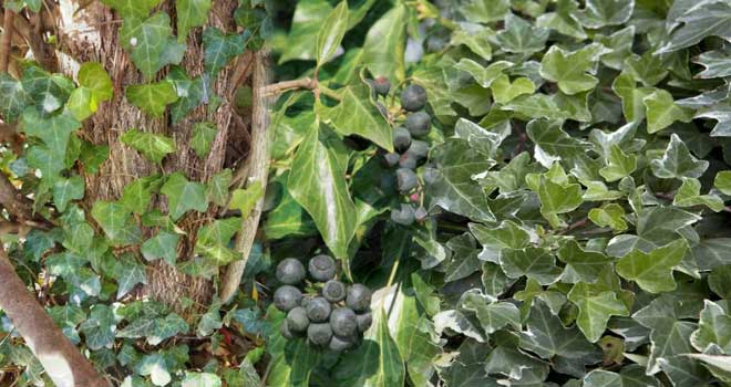 Ivy