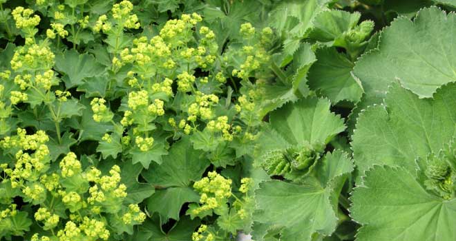 Lady's mantle