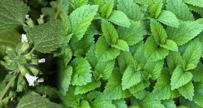 Lemon balm
