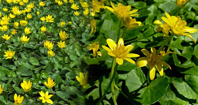 Lesser celandine