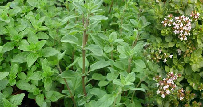 Marjoram