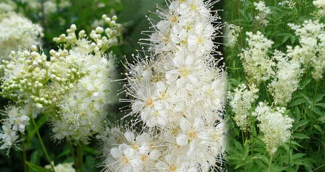 Meadowsweet