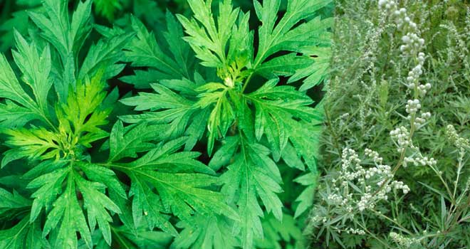 Mugwort
