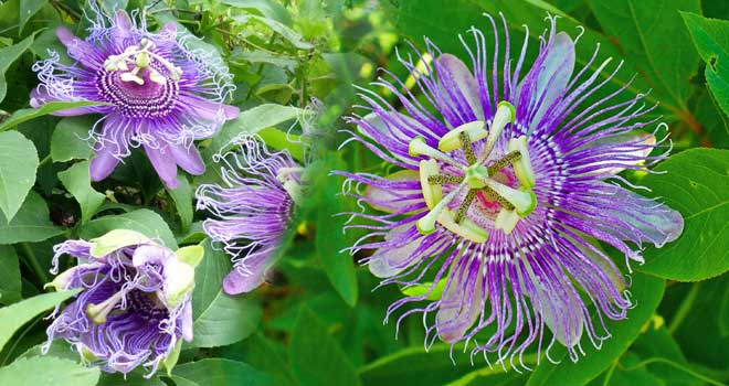 Passionflower