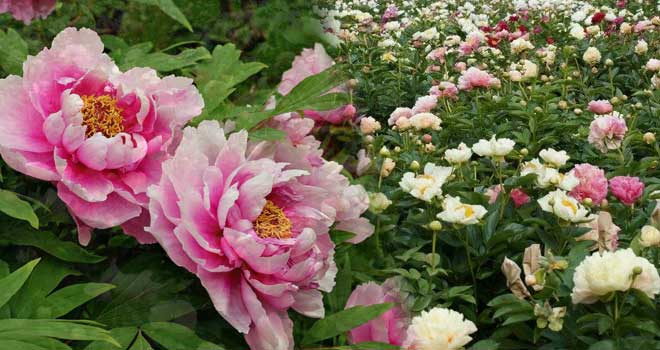 Peony
