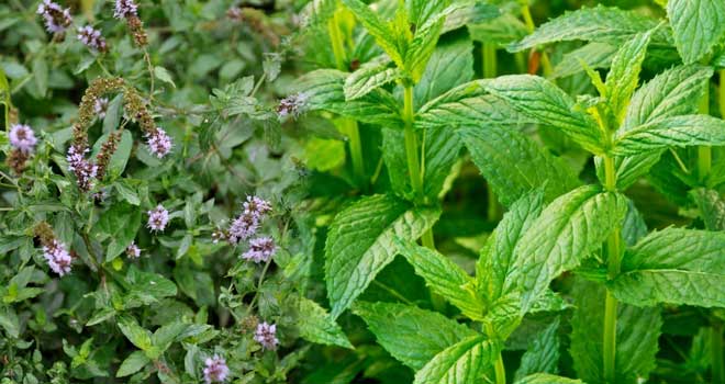Peppermint