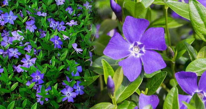 Periwinkle