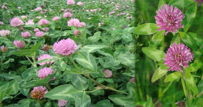 Red clover