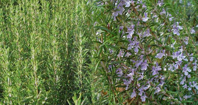 Rosemary