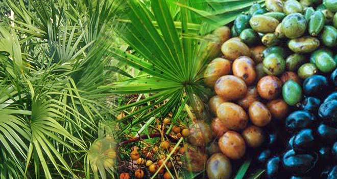 Saw palmetto