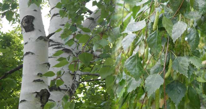 Silver birch