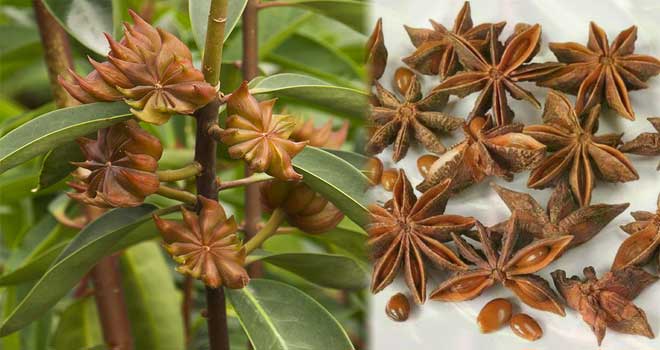 Star anise