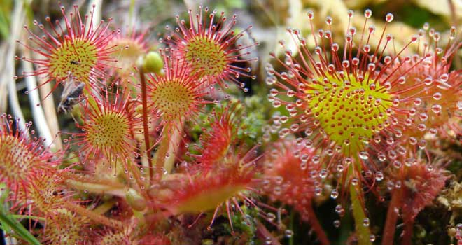 Sundew