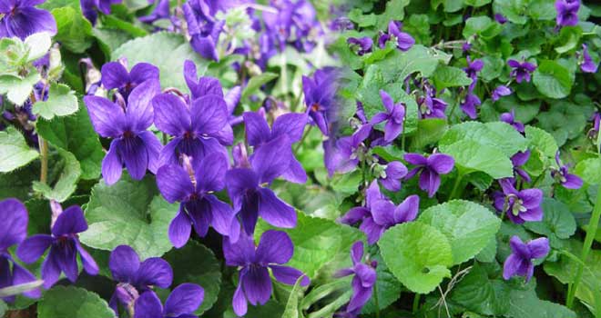 Sweet violet