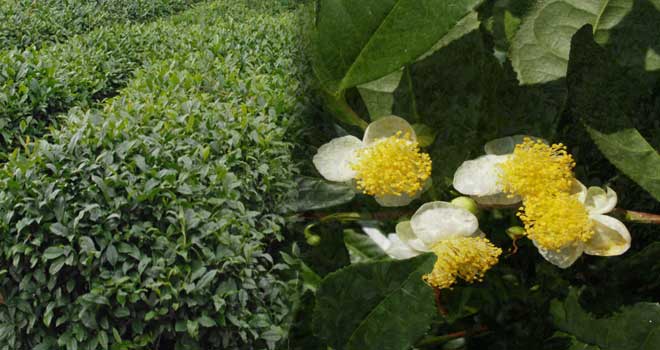 Green Tea & Black Tea