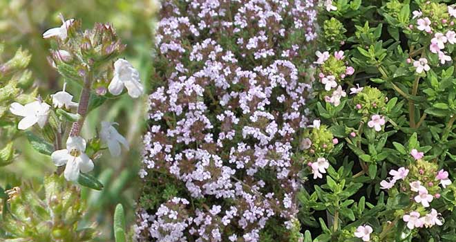 Thyme