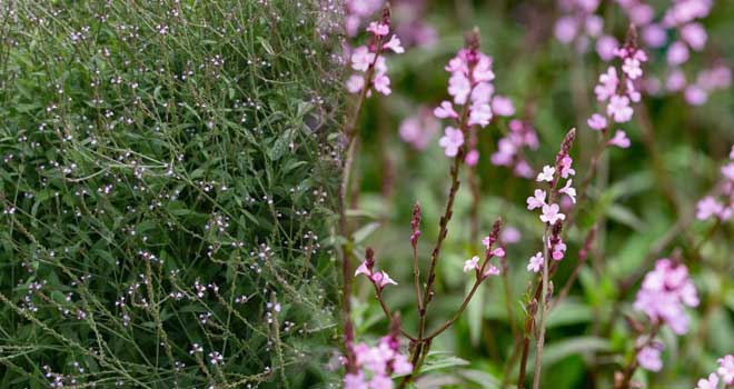 Vervain