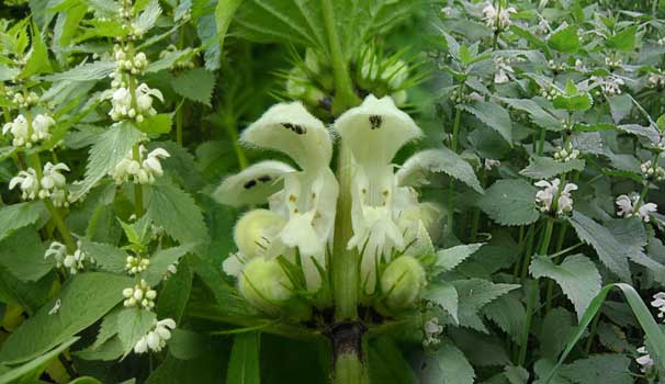 White dead nettle