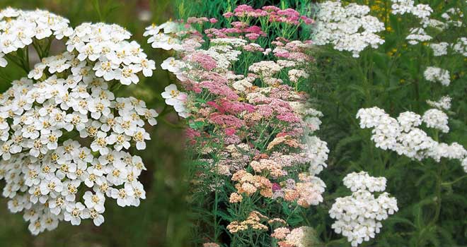 Yarrow
